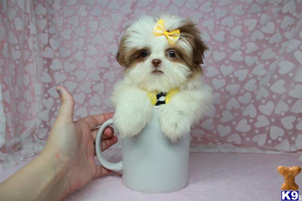 lvpuppyheaven Picture 3